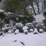 Snow garden scene