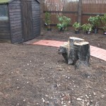 remains of the tree cut down