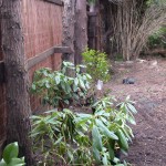 forgotten plants