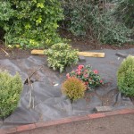 Mansfield garden planting