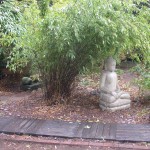 Bamboo in Mansfield Garden Project