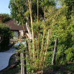 Phyllostachys Aureocaulis  AKA Bamboo